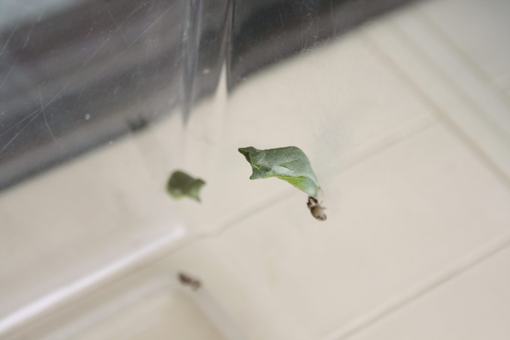 âããªã-1